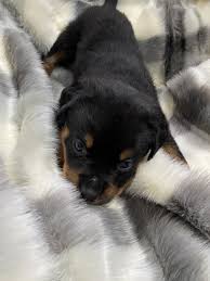 Adopt rottweiler dogs in minnesota. Rottweiler Puppies For Sale Cannon Falls Mn 346302