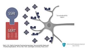 Serotonin is a chemical that transmits messages between nerve cells. Ssris Pharmacology Youtube