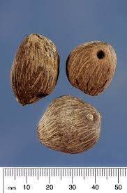 Image result for Elaeis