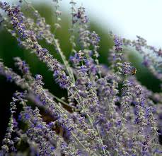 Some type of dwarf russian sage? 5 Long Blooming Perennials That Add Color To Your Garden Year After Year Hobby Farms