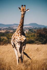 Maybe you would like to learn more about one of these? 500 Giraffe Pictures Hd Download Free Images On Unsplash