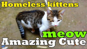 Favorite this post apr 19 iso a free young kitten Free Kittens Near Me Because They Live On The Street Lucky Paws Youtube