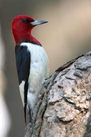 Like a middle spotted woodpecker, they have a red top to their head and similar black and white markings on the. Red Headed Woodpecker Charismatic Clown Of The Woods Pennsylvania Ebird