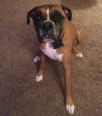 In The Few Months I Ve Been Gone For My Second Year Of College My Cooper Has Gotten So Grey How Long Do Boxers Typically Live He S 8 Now My Cat Had To