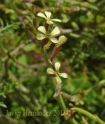 Image result for Carrichtera annua