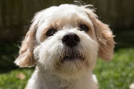 Do cavachon dogs make good family pets? Cavachon Dog Breed Information And Owner S Guide All Things Dogs All Things Dogs