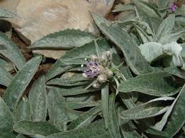 Image result for Bothriocline quercifolia