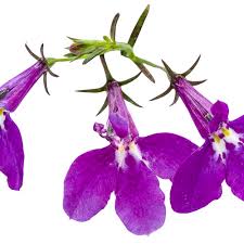 Image result for Lobelia fervens