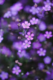 Purple Flower Iphone 4s Wallpaper Http Iphonetokok Infinity Hu Http Galaxytokok Beauty Iphone Wallpaper Purple Flowers Wallpaper Flower Iphone Wallpaper