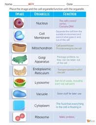 Organelle functions for animal cell. Animal Cells Organelle Activity Google Slides For Distance Learning Print