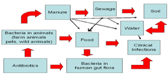 Antibiotic Resistance Flow Chart In Bacteria And The
