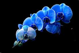 Orkid jenis cattleya memang cantik dan bunga boleh bertahan dari 1 ke 2 minggu yang jenis harum wangi agak. Orkid Adalah Biru Atau Biru Apakah Sifat Mereka Bagaimana Untuk Menentukan Sama Ada Tumbuhan Dicat Atau Tidak Bagaimana Untuk Mendapatkan Warna Yang Sama Di Rumah Serta Gambar Pengeluaran Tanaman