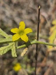 Image result for Cucumis ficifolius