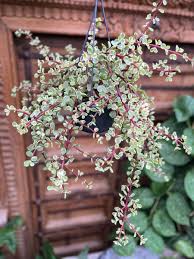 Image result for Grona afra