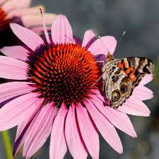 Image result for Echinacea purpurea `Magnus`