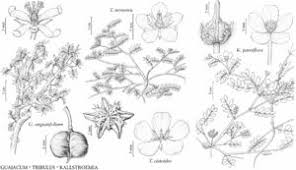 Image result for Zygophyllaceae