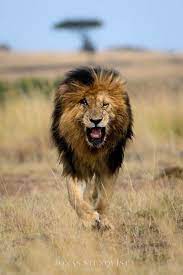 Scarface The Legend Of The Masai Mara Lions Of Africa Big On Wild Wildlife Blog And Photography World Lion Day Lion Africa Lion