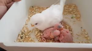 Muhabbet Kusu Yavrulari Beslenmis Mi Kontrolunu Etmek Control Of Budgerigar Feeding Youtube Muhabbet Kuslari Kusu Hayvan