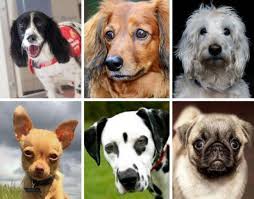 Visit us now to find your dog. Revealed The Most Expensive Puppies In The Uk Full List The Bolton News