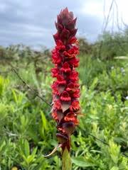 Image result for Satyrium sceptrum