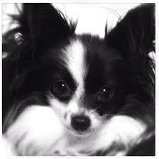 Baby Black And White Papillon Cairo The Cute Papillon Dog With Images Papillon Dog Animals Beautiful Dog Lovers