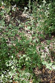 Image result for Chenopodium opulifolium
