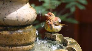Check spelling or type a new query. How To Make A Bird Bath