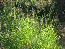 Image result for Panicum funaense
