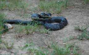 4k and hd video ready for any nle immediately. Is There A Black Snake In Your Yard Outdoorosity