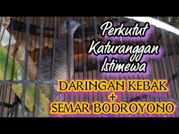 Dia kalah wibawa dengan perkutut lurah. Termahar Perkutut Katuranggan Udan Mas Asli Lokal Alam By Nr Kanahaya