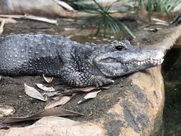 56871 12 3 4 5 6 7 8 9 10. ãƒ¯ãƒ‹ã®ã„ã‚‹å‹•ç‰©åœ'ã¨æ°´æ—é¤¨ ã‚¸ãƒ³ãƒ™ã‚¨ã‚¶ãƒ¡ã‚„ã‚·ãƒ£ãƒã®ã„ã‚‹æ°´æ—é¤¨