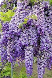 Heirloom 10 Wisteria Seeds Tree Seeds Wisteria Sinensis Chinese Wisteria Plants Beautiful Flowers Amazing Flowers