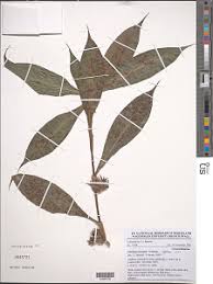 Image result for Aneilema dispermum