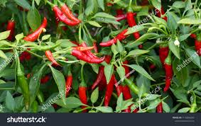 Image result for Capsicum annuum