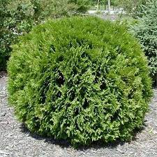Browse 257 arborvitae stock photos and images available, or search for arborvitae hedge to find more great stock photos and pictures. Arborvitae Shrubs Woodward Globe Arborvitae Shrub Globe Arborvitae Evergreen Shrubs Shrubs For Landscaping