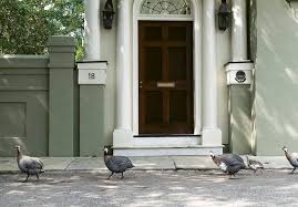 Keep guinea fowl separate from the chicken. Fowl Play Charleston Sc Charleston Magazine