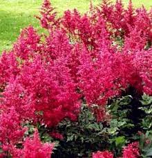 Pin On Astilbe