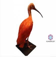 Vlucht & verblijf☀groot aanbod all inclusive☀ruime keuze 4* en 5* hotels☀altijd scherpe prijzen Rode Ibis Opgezette Vogels Online Flowerfeldt