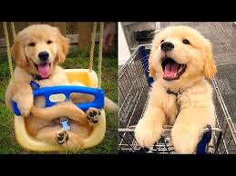 Baby Dogs Cute And Funny Dog Videos Compilation 20 Aww Animals Youtube In 2020 Baby Dogs Dog Gifs Cute Dogs Images