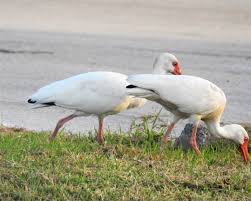 Image result for Ibis White 2014 AQ