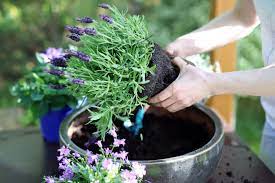 Wer seinen lavendel im topf oder kübel hält, sollte die pflanze daher in jedem jahr nach dem überwintern in einen größeren topf pflanzen, sodass die wurzeln genug platz haben sich auszubreiten. Lavendel Pflanzen Standort Blutezeit Anleitung Plantura