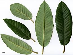 Image result for Daknopholis