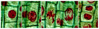 We did not find results for: Difference Between Animal Cell Mitosis And Plant Cell Mitosis