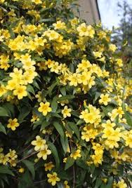 Mudas Ornamentais e Arbustos - Frutabella