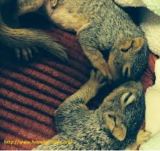 Donnie And Marie Sleeping Squirrel Animals Sleep