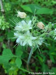 Image result for Hypericophyllum