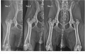 Pdf Pulsed Electromagnetic Field For The Treatment Of Canine Legg Calve Perthes Disease Semantic Scholar