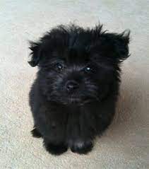This Is So Cute Its Called A Pomapoo Its A Mixture Of A Pomerania And A Poodle Cute Puppies Pomapoo Family Pet