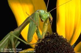 Some gardeners have used praying mantis to control other insects but other bugs like lady beetles have been found to be much more effective. Backyard Helpers Pests In The Urban Landscape Anr Blogs