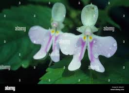 Image result for Impatiens hochstetteri